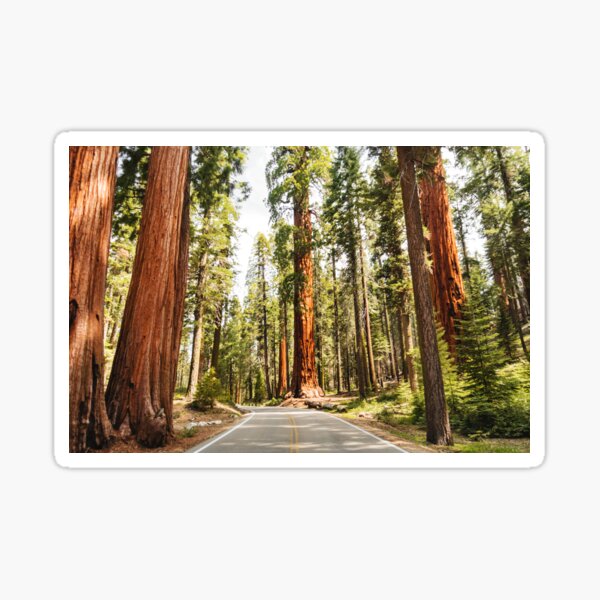 Item preview, sequoia national park designed and sold by franckreporter.