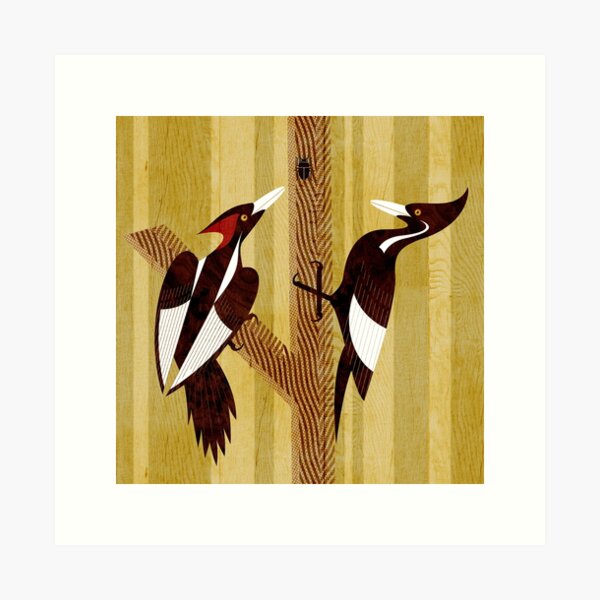 Item preview, Ivory-Billed Woodpecker designed and sold by Scott Partridge.