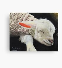 Precious lamb Canvas Print