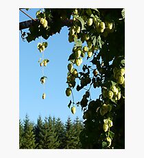 hop vines on an arbor Photographic Print