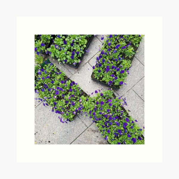 Trays of Purple Flowers Art Print