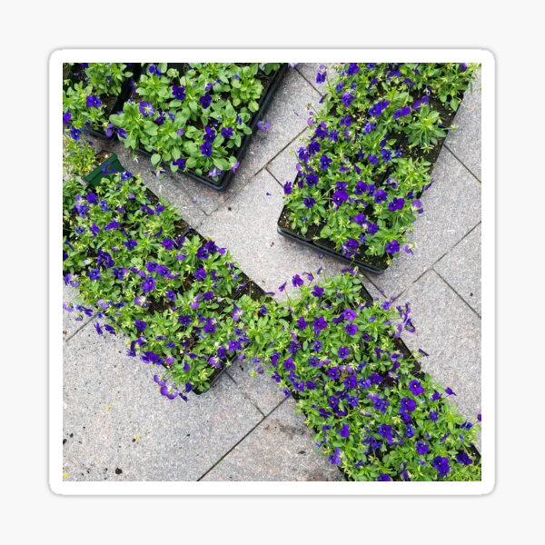Trays of Purple Flowers Sticker