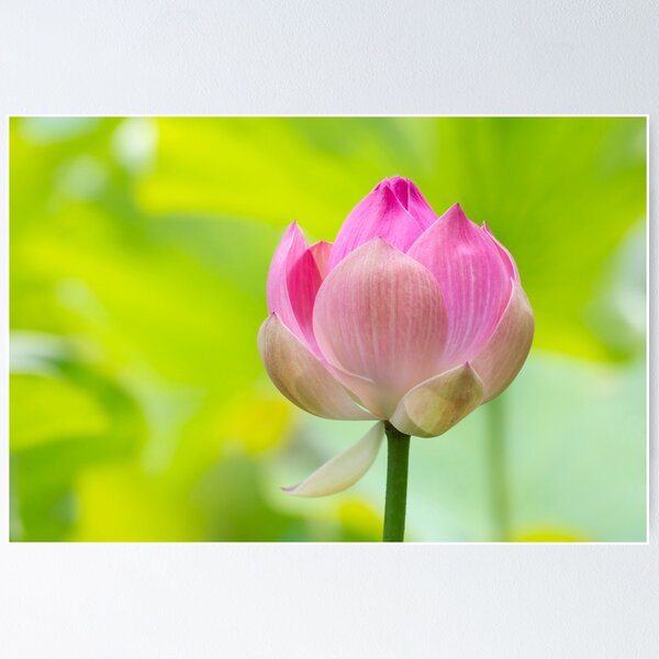 Item preview, Flowering Lotus designed and sold by chuckirina.