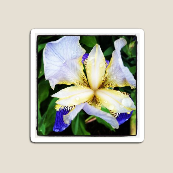 Aperçu de l'œuvre Iris after the rain créée et vendue par KrysM.