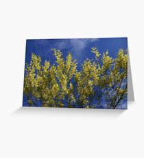 Sydney Golden Wattle Greeting Card