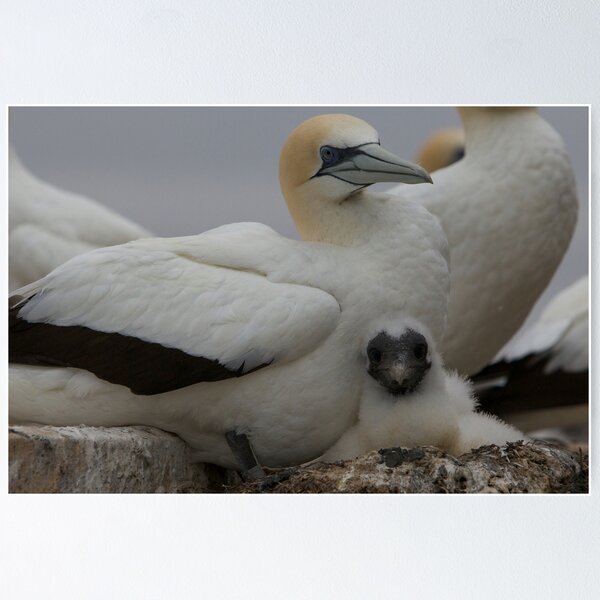 Item preview, Gannet chick designed and sold by Jocelyn Pride.