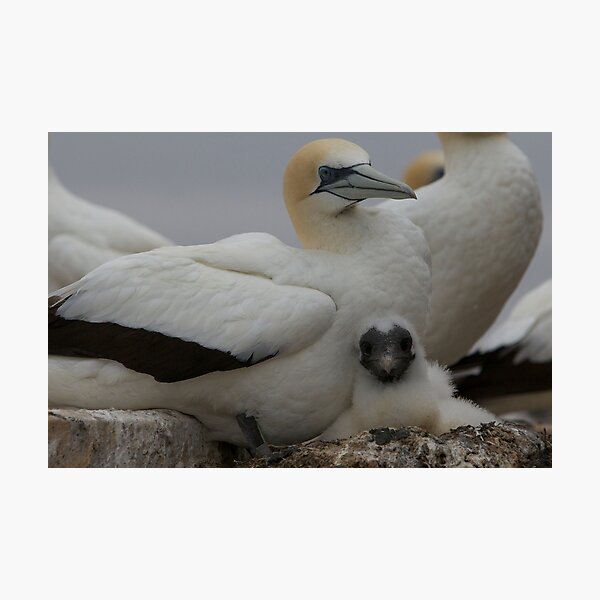 Item preview, Gannet chick designed and sold by Jocelyn Pride.