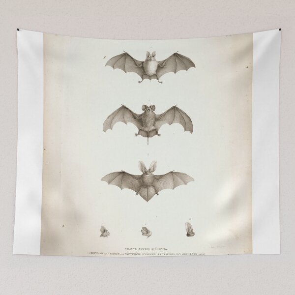 Item preview, Bats of Egypt Vintage Drawings designed and sold by Douglas E. Welch Design and Photography.