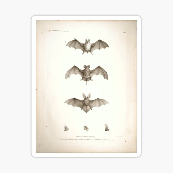 Bats of Egypt Vintage Drawings Sticker