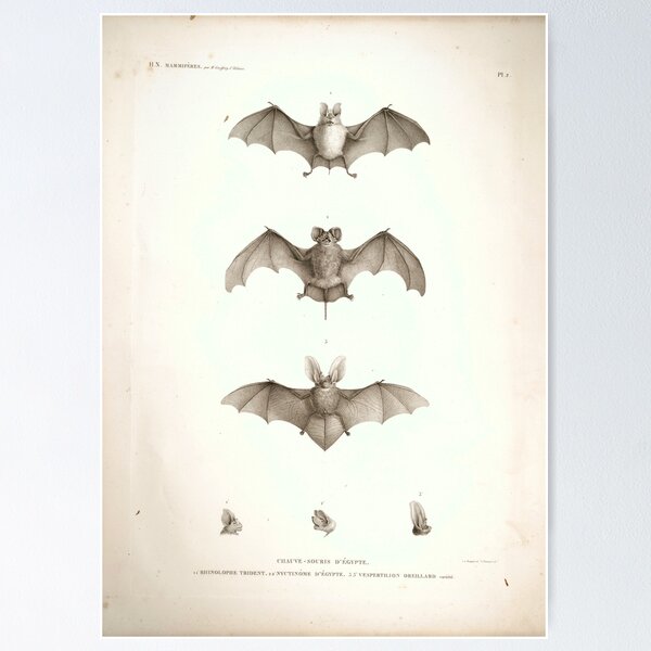 Bats of Egypt Vintage Drawings Poster