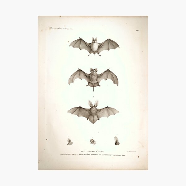 Item preview, Bats of Egypt Vintage Drawings designed and sold by Douglas E. Welch Design and Photography.