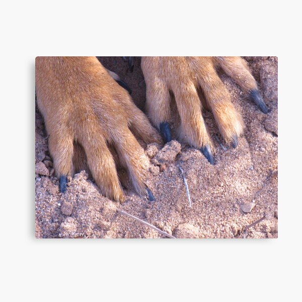 Toes in the Desert Sand Canvas Print