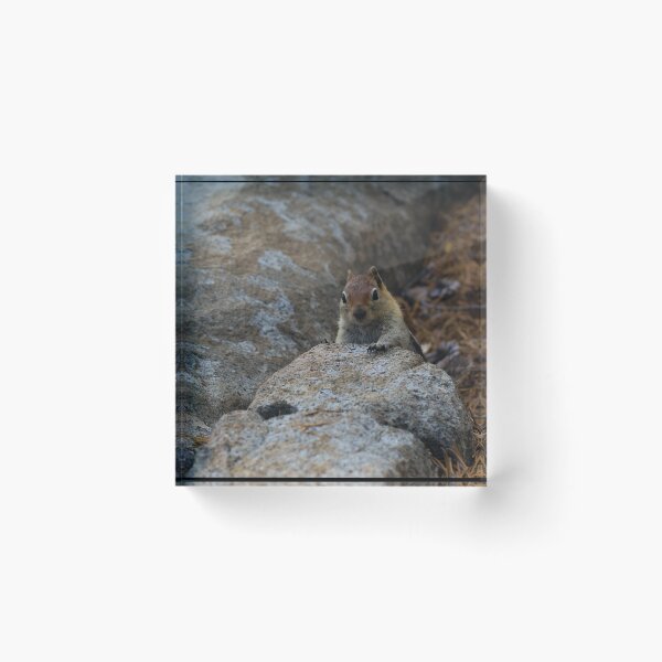 Item preview, Chipmunk Playing Hide And Seek designed and sold by Diego Re.