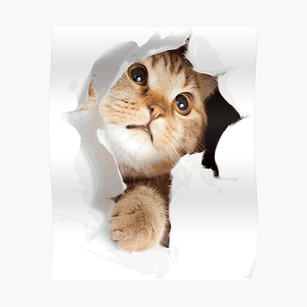 Poster Adorable Chaton Blanc Adorable Dans Une Boite Jouant A Coucou Par Stevesack Redbubble