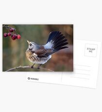 A Birdie's Tail... Postcards