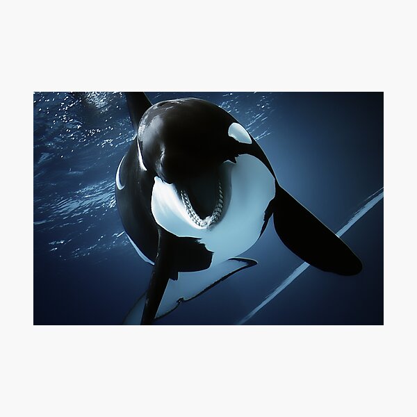 orcinus orca Photographic Print