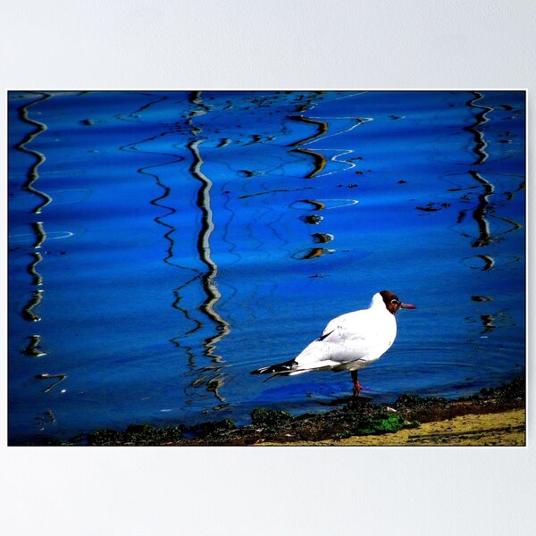 Item preview, Seabird designed and sold by ART22.