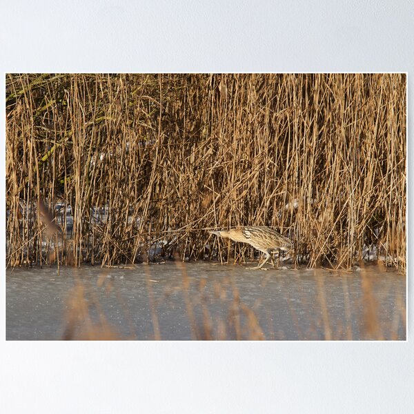 Bittern on Ice Poster