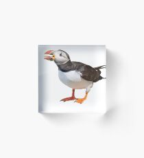 Puffin with big tongue Acrylic Block