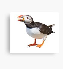 Puffin with big tongue Canvas Print