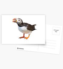 Puffin with big tongue Postcards