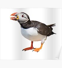 Puffin with big tongue Poster