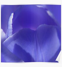 BlueTulip Macro Photograph Poster