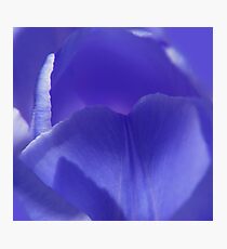 BlueTulip Macro Photograph Photographic Print