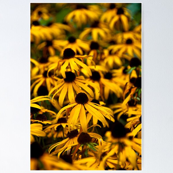 Item preview, Black Eyed Susans designed and sold by Brian Walter.