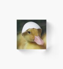 Easter Duckling Acrylic Block