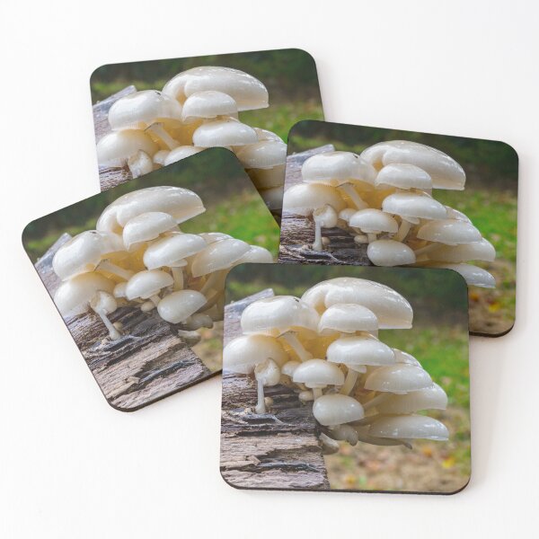Item preview, Tree fungus designed and sold by iCimages.net.
