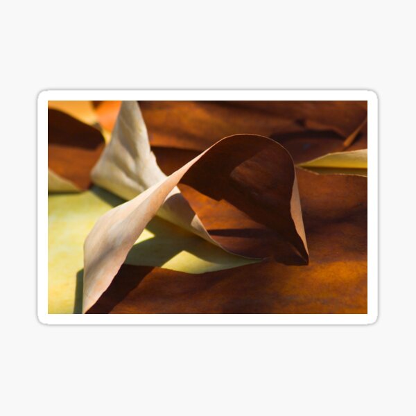 Mobius strip Madrona bark abstract Sticker