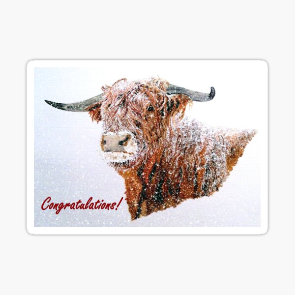 Snowy Highland Cow Congratulations Card Sticker