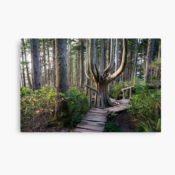 Item preview, Path to Cape Flattery - Makah Indian Reservation designed and sold by Mark Heller.