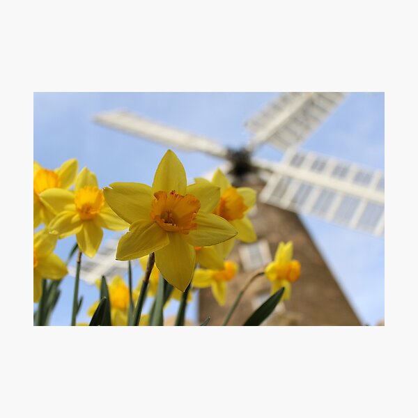 Windmill in Yellow Photographic Print