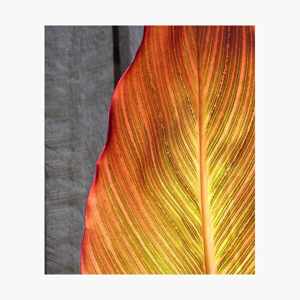 Item preview, Canna leaf designed and sold by ChristinaR.