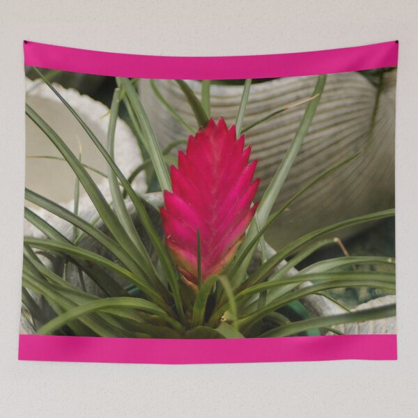 Item preview, Hot pink tillandsia air plant flower designed and sold by FranWest.