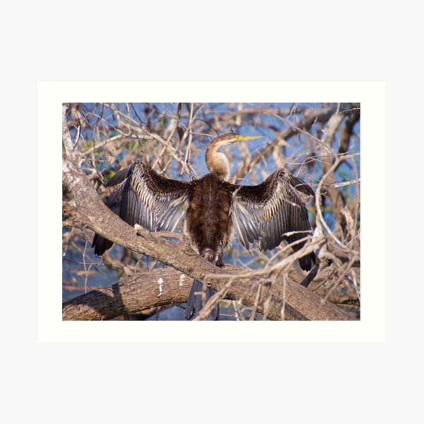 NT ~ MARINE BIRD ~ Australasian Darter by David Irwin Art Print