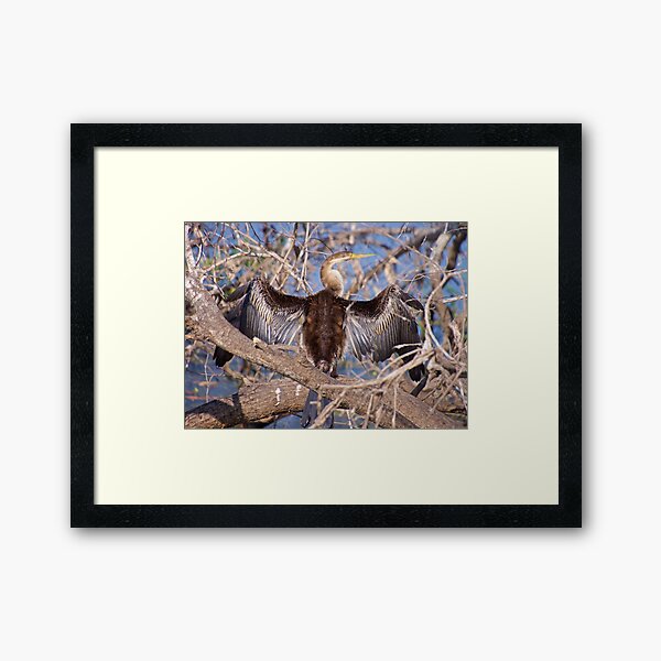 NT ~ MARINE BIRD ~ Australasian Darter 5XL455NS by David Irwin Framed Art Print
