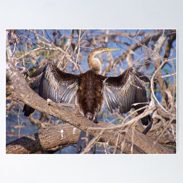 NT ~ MARINE BIRD ~ Australasian Darter 5XL455NS by David Irwin Poster
