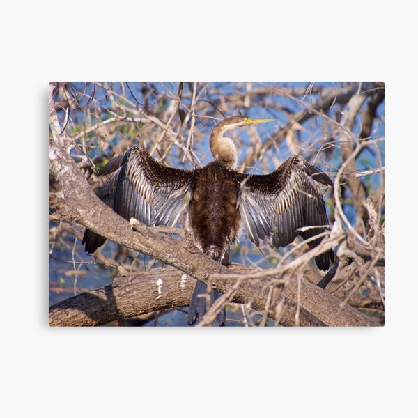 NT ~ MARINE BIRD ~ Australasian Darter 5XL455NS by David Irwin Canvas Print