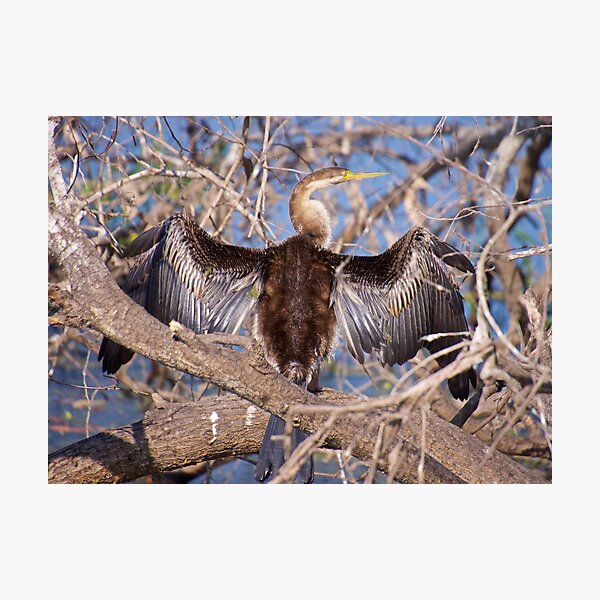 NT ~ MARINE BIRD ~ Australasian Darter 5XL455NS by David Irwin Photographic Print