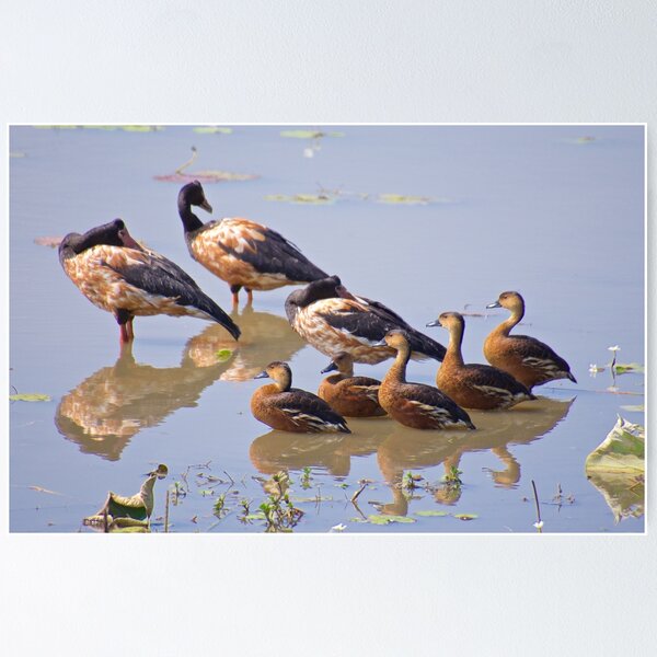 NT ~ WATERFOWL ~ Magpie Goose ZRQZSXJM and Wandering Whistling-Duck by David Irwin Poster