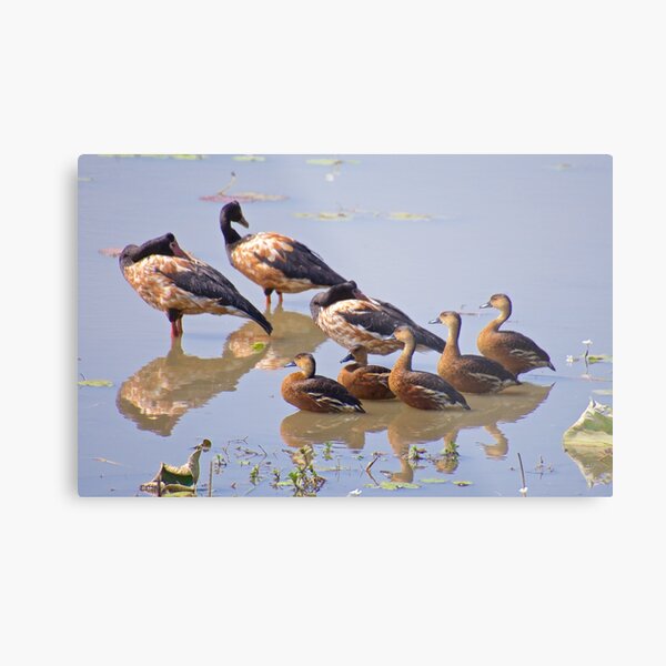 NT ~ WATERFOWL ~ Magpie Goose ZRQZSXJM and Wandering Whistling-Duck by David Irwin Metal Print