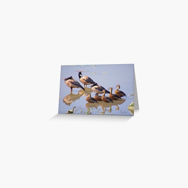 NT ~ WATERFOWL ~ Magpie Goose ZRQZSXJM and Wandering Whistling-Duck by David Irwin Greeting Card