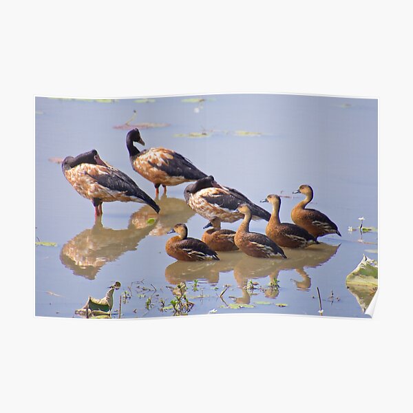 NT ~ WATERFOWL ~ Magpie Goose ZRQZSXJM and Wandering Whistling-Duck by David Irwin Poster