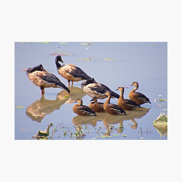 NT ~ WATERFOWL ~ Magpie Goose ZRQZSXJM and Wandering Whistling-Duck by David Irwin Photographic Print