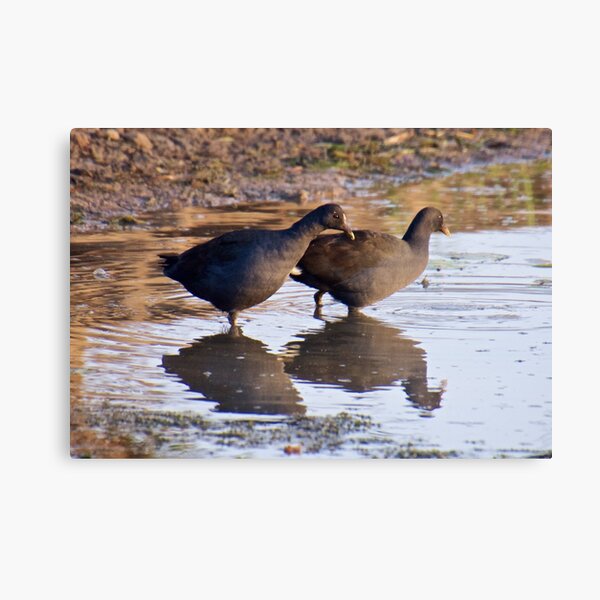 NT ~ WATERFOWL ~ Dusky Moorhen B4XU59DJ by David Irwin Canvas Print