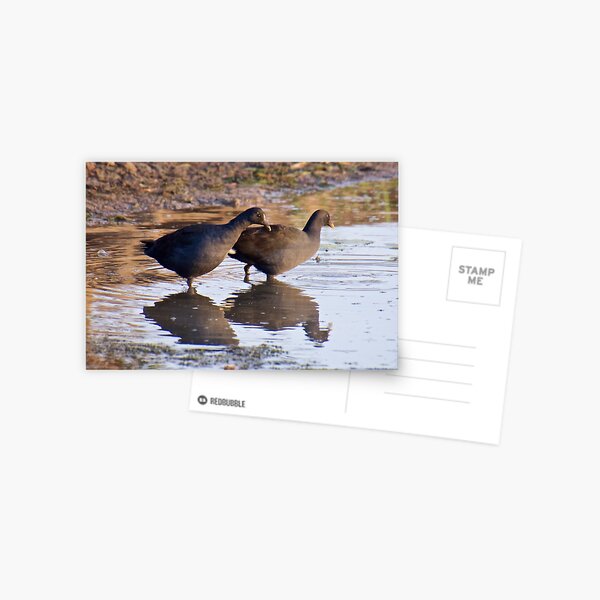 NT ~ WATERFOWL ~ Dusky Moorhen B4XU59DJ by David Irwin Postcard