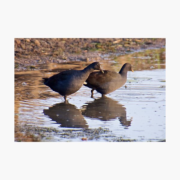 NT ~ WATERFOWL ~ Dusky Moorhen by David Irwin Photographic Print